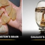 famous-organs-are-kept