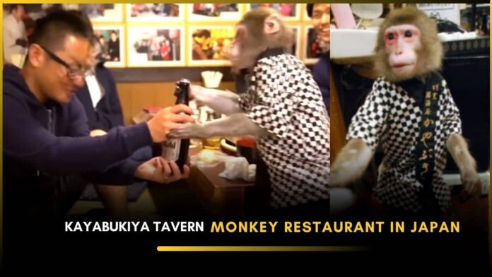 kayabukiya-tavern-monkey-restaurant-in-japan