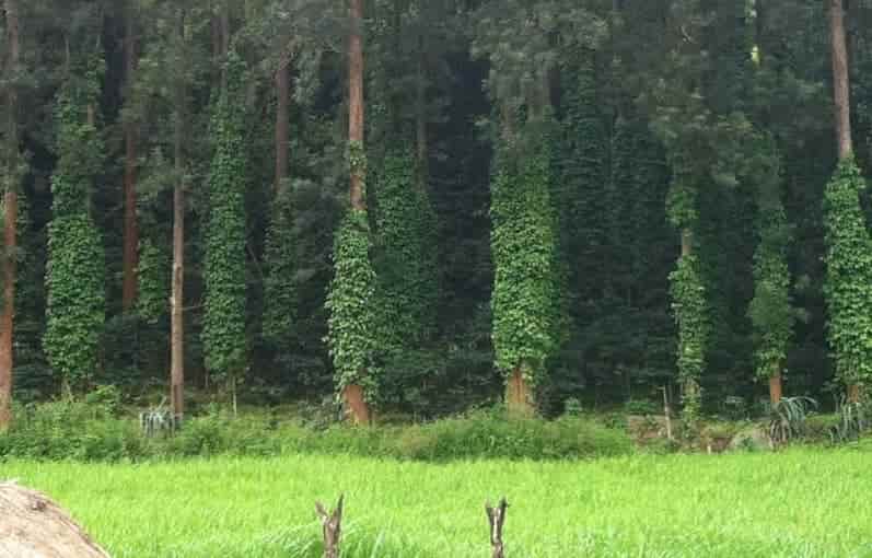 Lambasingi, Kashmir Of Andhra Pradesh, Snows In South India, Climate, Thajangi Lake, Kotahpalli Waterfalls, Uppada Beach, Hope Island,