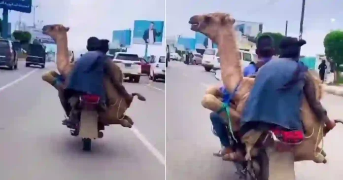 men-carry-camel-on-motorcycle-viral-video