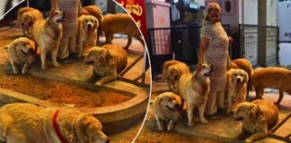 Bengaluru dog lover aunty viral video