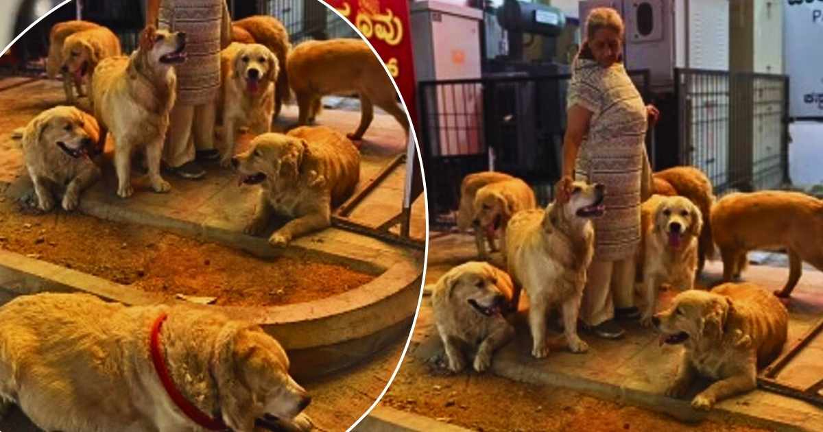 Bengaluru Dog Lover Aunty Viral Video: Woman Walks 28 Golden Retrievers in RT Nagar, Wins Hearts Online