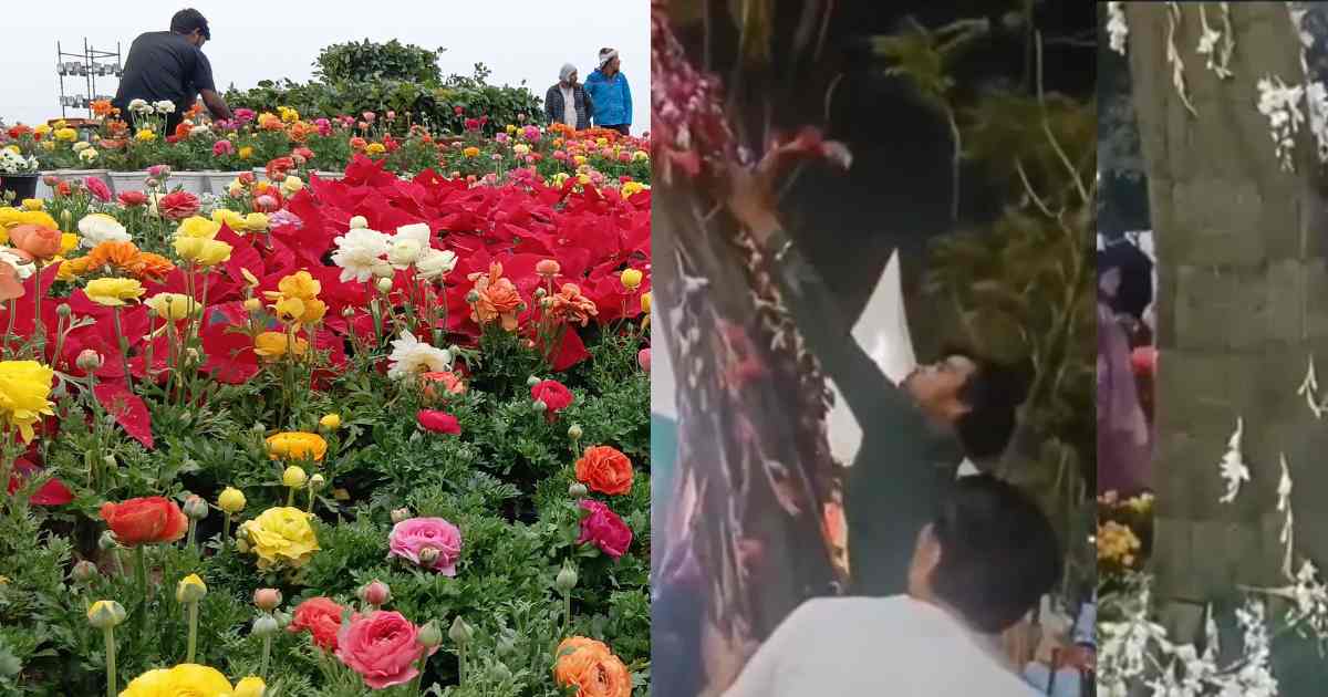 Noida Flower Exhibition Turns into ‘Loot Fest’: Viral Video Shows People Taking Away Plants & Pots After Event Ends at Shivalik Park