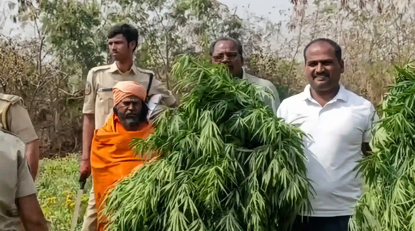 Telangana Priest Arrested for Growing ₹70 Lakh Ganja Inside Temple Premises