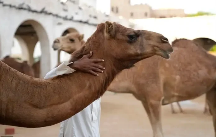 20-camels-disqualified-oman-beauty-festival-botox-fillers-2026