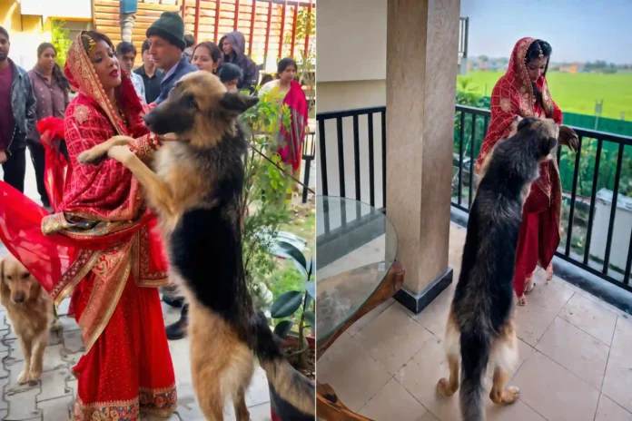 bride-pet-dogs-emotional-vidaai-viral-video-2026