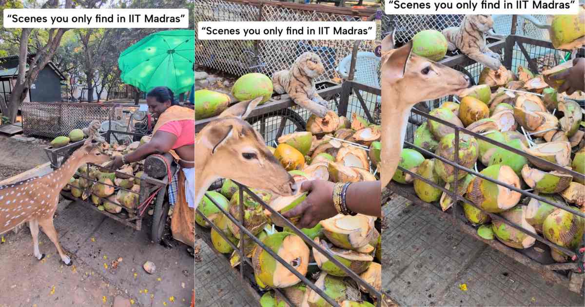 Coconut Seller’s Gentle Gesture with Deer at IIT Madras Goes Viral – Her Big Heart Wins Internet in April 2026