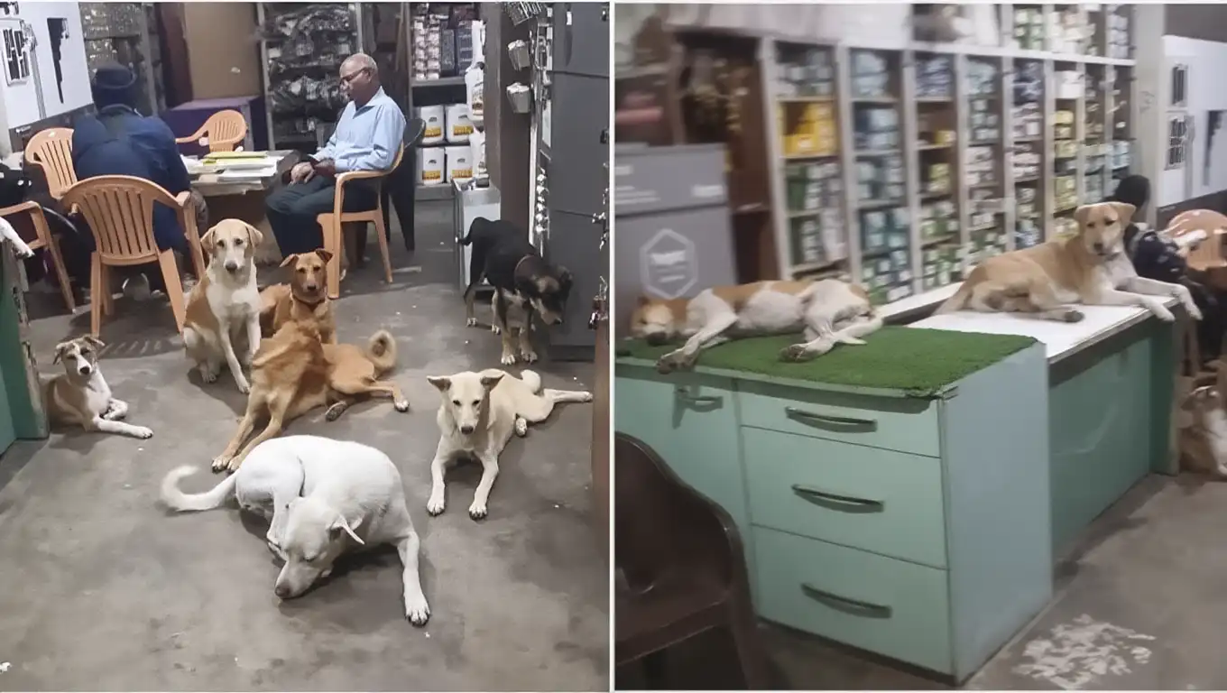Shopkeeper Opens Doors to Stray Dogs to Escape Scorching Heat – Heartwarming Video Goes Viral