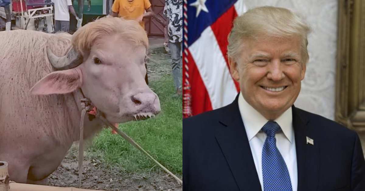 Albino Buffalo Named “Trump” Spared from Eid Sacrifice, Sent to Dhaka Zoo – Heartwarming Story Goes Viral