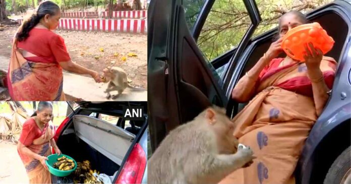 76-year-old-retired-cop-feeds-monkeys-pension-viral-2026