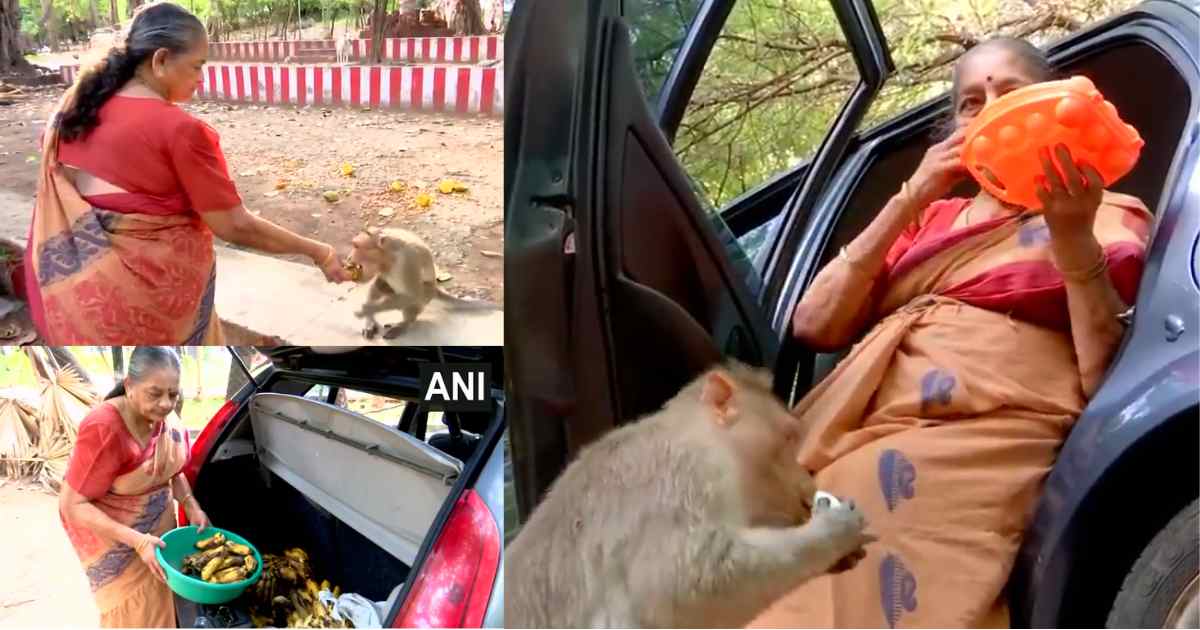 Retired Tamil Nadu Cop, 76, Spends Part of Her Pension Feeding Hungry Monkeys – Viral Story Wins Hearts