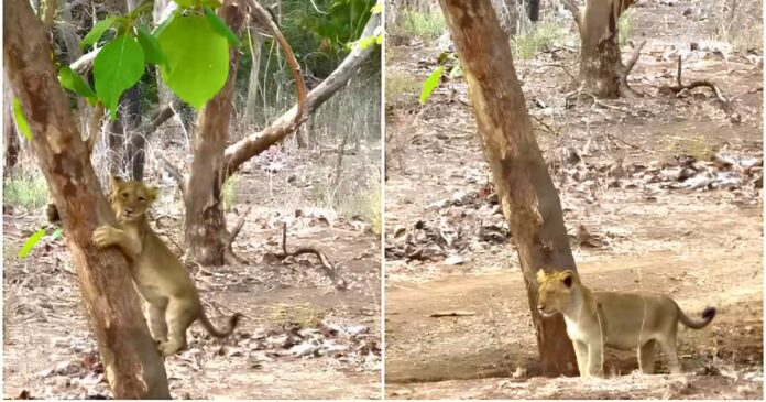 curious-lion-cub-climbs-tree-gir-viral-video-2026
