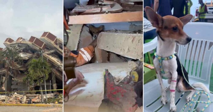 milo-a-venezuelan-dog-survived-12-days-under-the-rubble-of-a-building-in-la-guaira-and-was-rescued-alive